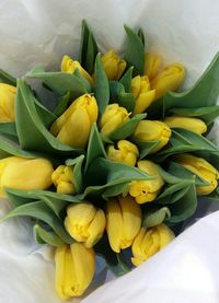 Close-up of yellow flowers