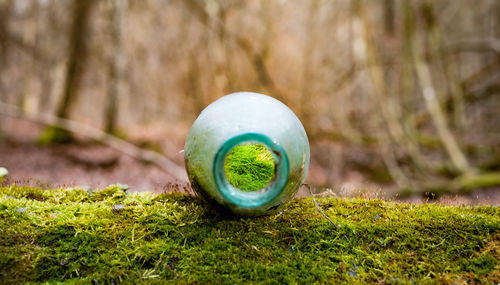 Natural moss grown in a old bottle in the woods