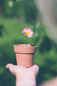 Close-up of hand holding purple flowering plant