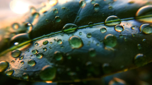 Close-up of raindrops on leaves