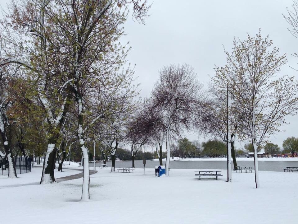 TREES IN PARK AGAINST SKY