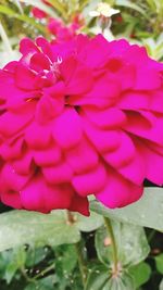 Close-up of pink flowers