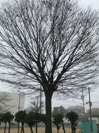 tree