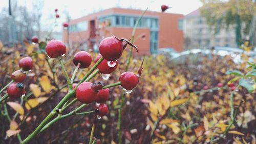 Close-up of berries growing on plant