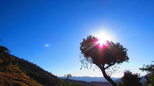 Sun shining through trees