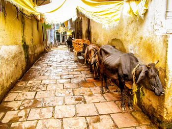 Cow on cobblestone street