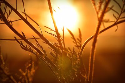 Close-up of plant against sunset