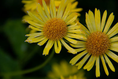 Close-up of yellow flowering plant