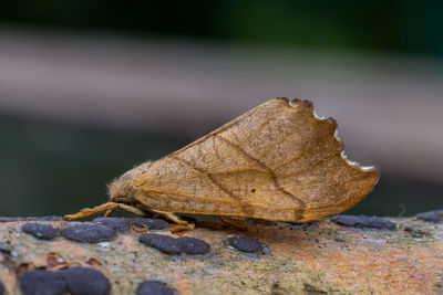 Close-up of leaf on rock