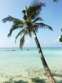 Palm tree on beach against sky