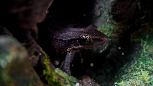 Close-up of an animal