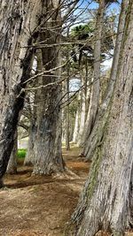 Trees in forest