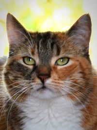 Close-up portrait of cat