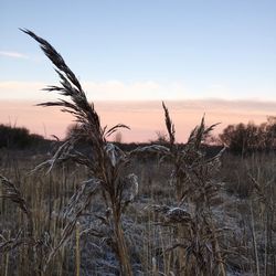 Close-up of plants on field against sky