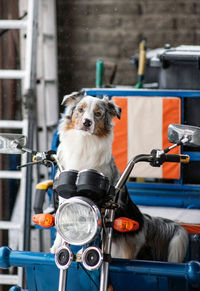 Australian shepherd is riding on motorcycle. funny dog. pets acting like human