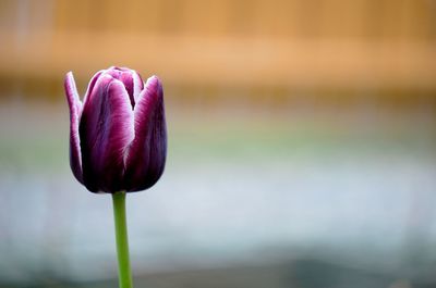 Close-up of tulip blooming outdoors