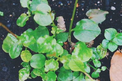 Close-up of plants