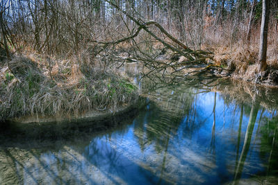 Reflection of trees in lake