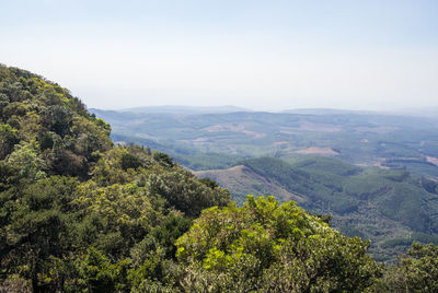 Scenic view of forest against clear sky