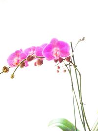 Low angle view of flowers against clear sky