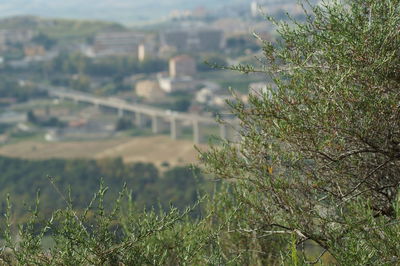 High angle view of plants growing on land