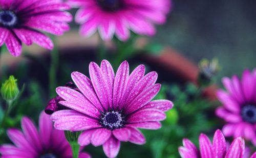 Close-up of pink flowers