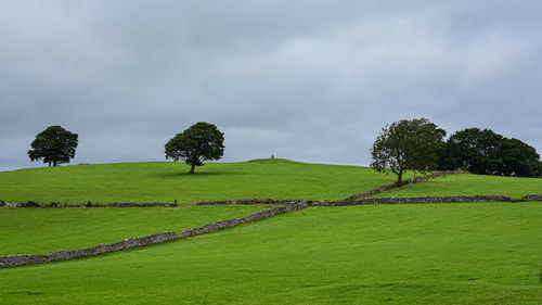 Trees on field against sky