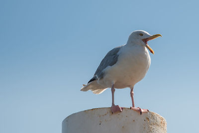 Texel, the netherlands. august 13, 2021.screaming seagull on a mooring post.
