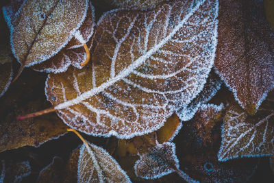 Close-up of frozen leaves