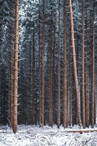 Pine trees in forest during winter