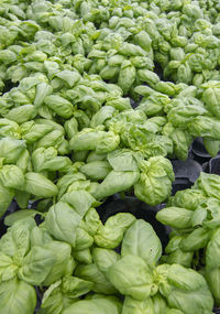 Full frame shot of vegetables for sale in market