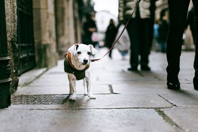 Low section of man with dog walking on sidewalk