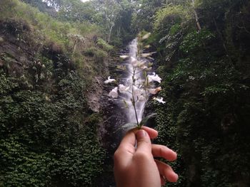 Cropped image of person holding plant in forest