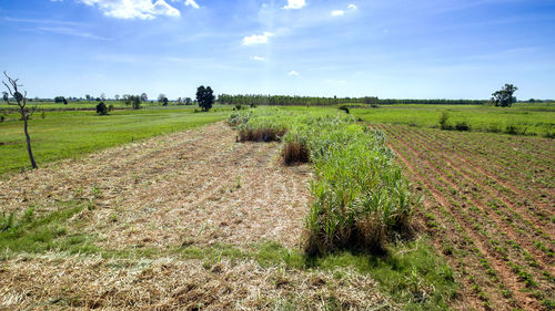 Scenic view of agricultural field against sky