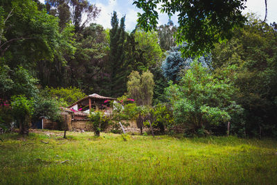 Scenic view of trees in forest