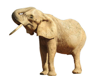 Close-up of elephant