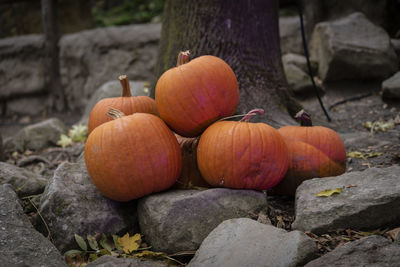Close-up of pumpkins on rock