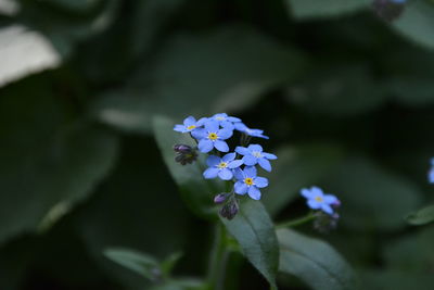 Close-up of purple flowers blooming in field