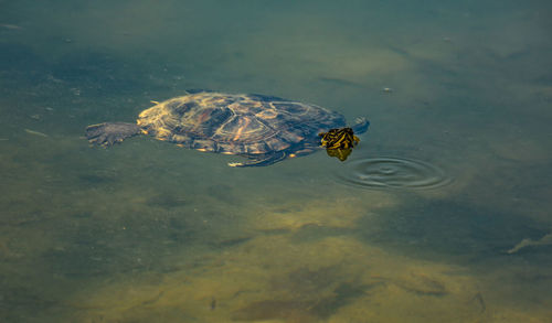High angle view of turtle in sea