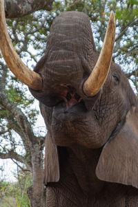 Close-up of elephant