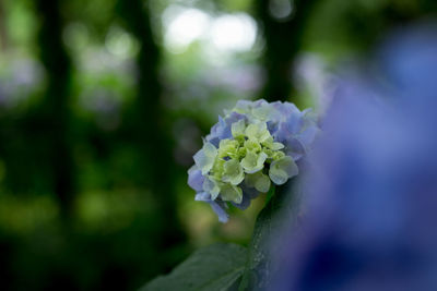 Close-up of purple flowers blooming outdoors