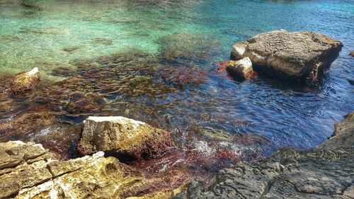 High angle view of crab on rock in water