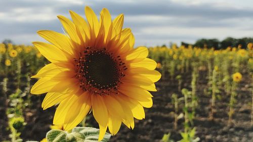 Beautiful sunflower 