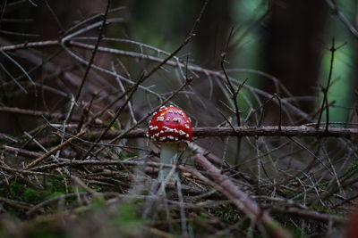 Close-up of fly agaric mushroom