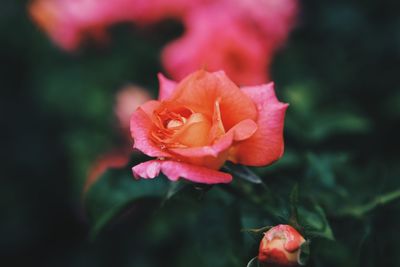 Close-up of red rose