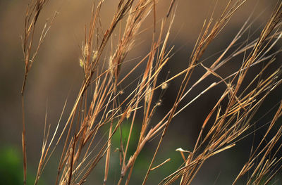 Close-up of stalks in field against sky