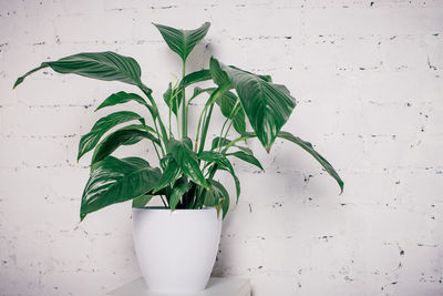 Close-up of potted plant against white wall