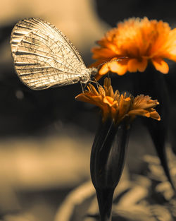 Close-up of butterfly pollinating on flower