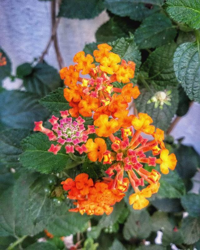 flower, freshness, petal, fragility, growth, flower head, beauty in nature, blooming, leaf, plant, nature, orange color, close-up, yellow, focus on foreground, in bloom, high angle view, blossom, day, outdoors