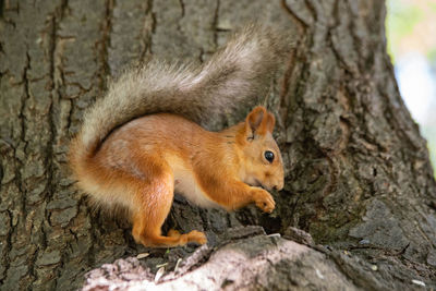 Squirrel on tree trunk